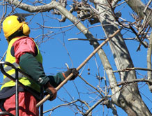 Tree Cutting Services NZ